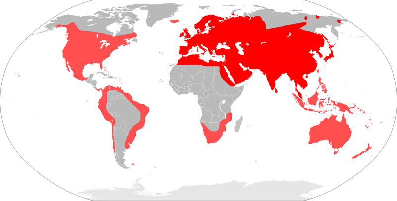 The incredible global spread of the house mouse. (Image: Osado/Wikimedia